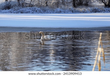 White Swan swims in a winter pond.
