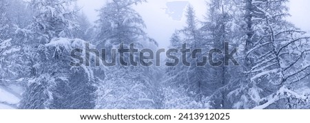 panoramic image of a beautiful mountain landscape. The fir and coniferous forest is covered with snow. Graphic image that can be used as a background
