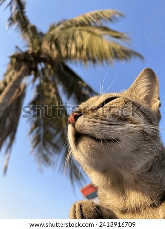 Cute picture of cat with the view