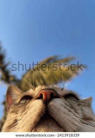 Cute picture of cat with view