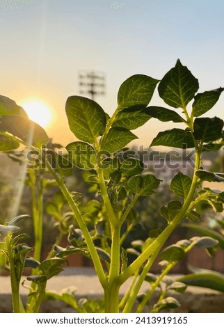 Picture of potato plant with sun
