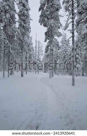 Snowy forest in Lapland during an extremely cold day. Frozen tree trunks, snow on the ground and on the trees. No people. Winter hiking in Levi, Lapland. 