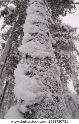 Snowy forest in Lapland during an extremely cold day. Frozen tree trunks, snow on the ground and on the trees. No people. Winter hiking in Levi, Lapland. 