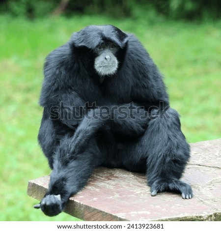 The siamang is a type of gibbon native to the forests of Southeast Asia, known for its distinctive vocalizations and the large throat sac that amplifies its calls.
