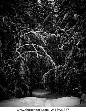 In this eerie black and white photo, a desolate path winds into a shadowy forest, creating a somber atmosphere.  Royalty-Free Stock Photo #2413923837