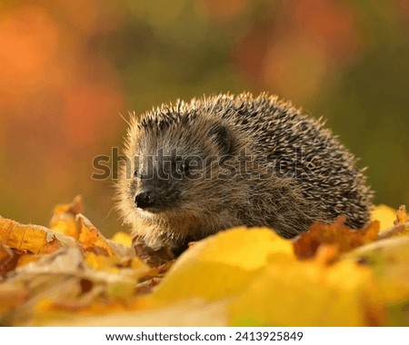 The West European hedgehog (Erinaceus europaeus) is found across Western Europe. They are insectivores with a varied diet, including beetles, worms, and slugs. 