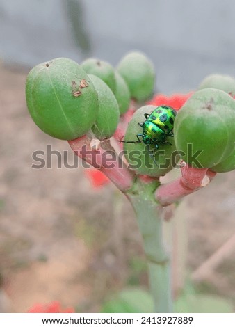 Closeup picture of a jewel bug. Scutelleridae is a family of true bugs. They are commonly known as jewel bugs Royalty-Free Stock Photo #2413927889