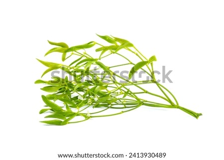 Branch of Mistletoe isolated on a white background