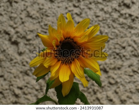 Macro picture of a small sunflower