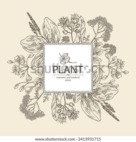 Background  of cosmetic and medical plants: linden flower, celandine,  large plantain, yarrow flowers. Vector hand drawn illustration Royalty-Free Stock Photo #2413931715