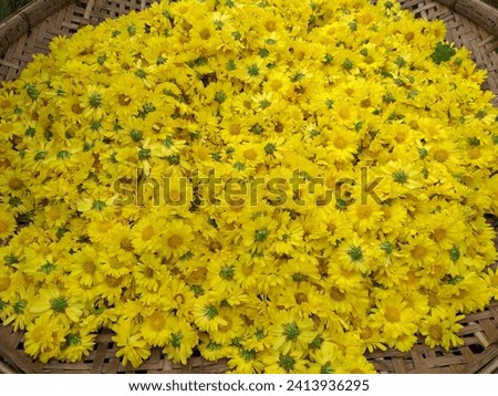 Chrysanthemum flower, Chrysanthemum tea,Flowers arrangement