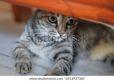 Stripe Cat Name Emo Posing