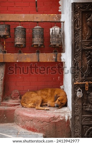 Buddhist Prayer Wheels and sleeping street dog in front of the wall during EBC or Three passes trek in Nepal.