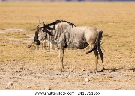 one single wildebeest in the savannah of Amboseli NP