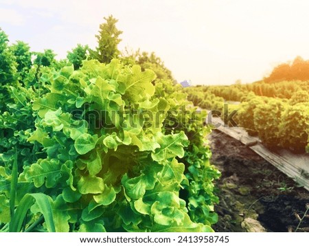 The picture shows a field of lettuce growing in rows. The lettuce is bright green and strong. The leaves are heart-shaped and densely arranged. The ground is light brown sandy loam. The sun was settin