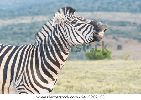 Burchell's Zebras (Equus quagga burchelli) scenting the air, Addo Elephant National Park, South Africa