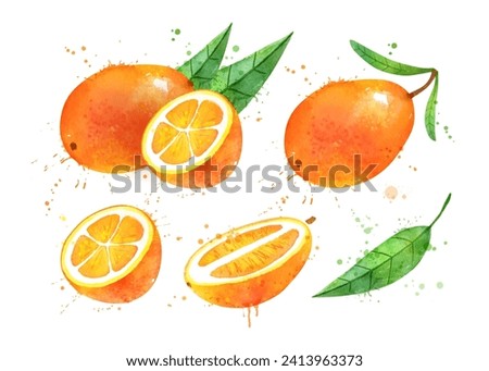 Watercolor vector hand drawn illustration of Kumquat fruit whole and slices. With paint splashes.