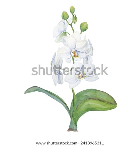 White orchid flower with leaves. Delicate realistic botanical watercolor hand drawn illustration. Clip art for wedding invitations, decor, textiles, gifts, packaging, floristry, flower farming, shops