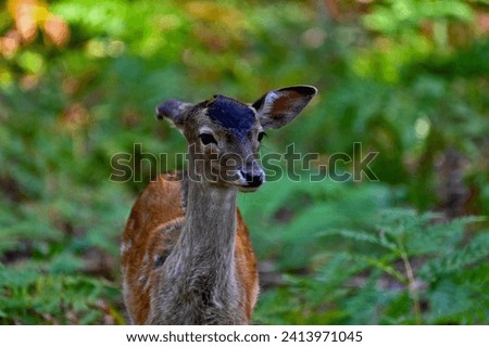 Close up picture of a graceful deer captured in a  forest, surrounded by green foliage and trees.