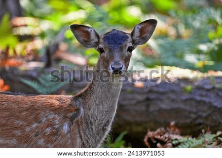 Close up picture of a graceful deer captured in a  forest, surrounded by green foliage and trees.