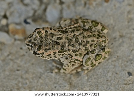 Horizontal image of a small European green toad (Bufo viridis) from above. This amphibian species often lives near humans. Nocturnal animal. Enables biological protection against snails and insects. Royalty-Free Stock Photo #2413979321