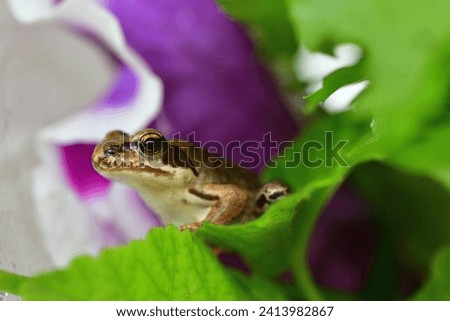 Macro photo of the head of a small frog in a colorful background of plants on the surface of a pond