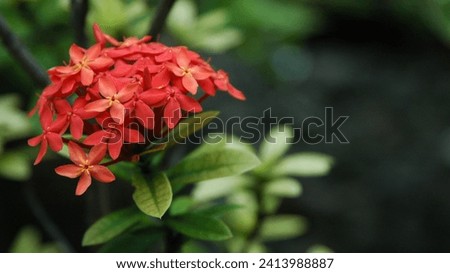 The beautiful red ixora blooming in the backyard, with the beautiful natural and blurry background of the surrounding plants
