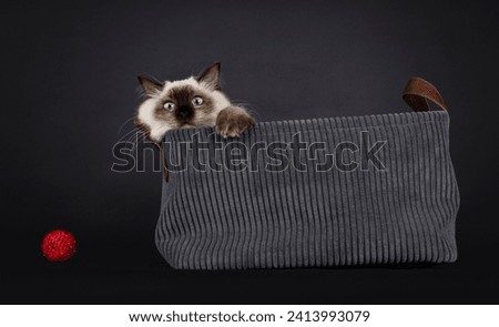 Seal point Ragdoll cat sitting in grey basket with one paw over edge. Looking funny towards camera with blue eyes. Isolated on a black background. Little red ball on the side. Royalty-Free Stock Photo #2413993079