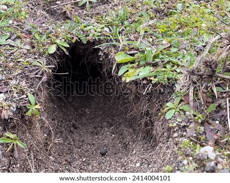 Rabbit holes, a burrow made by rabbit digging soil for their habitation Royalty-Free Stock Photo #2414004101