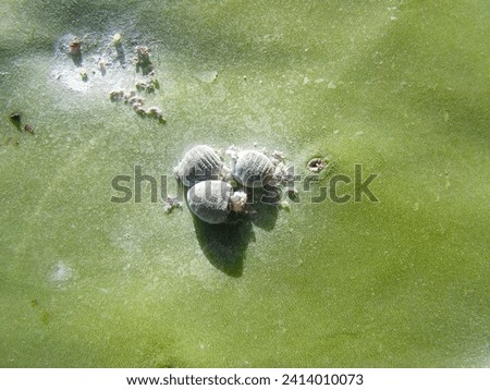 Cochineal (Dactylopius coccus) on the leaf of an Opunitie (Opuntia), Fuerteventura, Canary Islands, Spain.