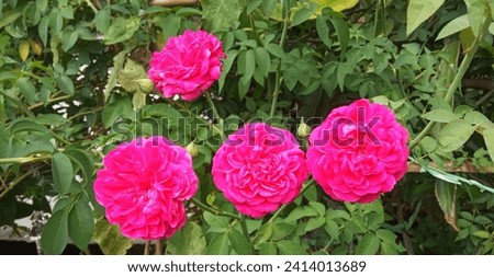 The rose's velvety texture invites a gentle touch, and its fragrance, a heady blend of sweetness and warmth, lingers in the air, leaving an indelible impression. Royalty-Free Stock Photo #2414013689