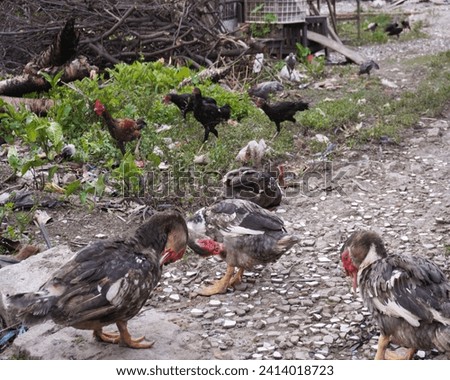 Ducks are eating and drinking on the ground