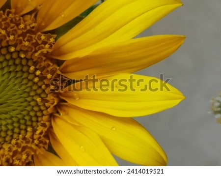 half of a sunflower, macro photo, grey background