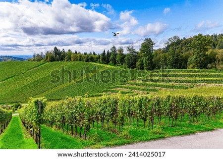 The ancient culture of winemaking. Germany. The Rhine vineyards near Kappelrodeck.  Perfectly even rows of grape bushes are picturesquely illuminated by the autumn sun.  Royalty-Free Stock Photo #2414025017