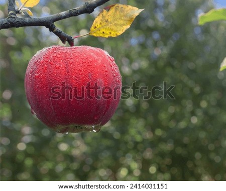 
picture of a Ripe Apples in Orchard ready for harvesting, apple, farming, harvest, seasonal, ripe, red apple, leaf, red, agriculture, autumn