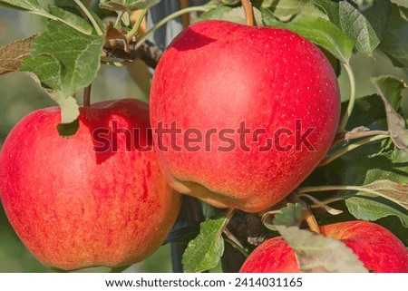 
picture of a Ripe Apples in Orchard ready for harvesting, apple, farming, harvest, seasonal, ripe, red apple, leaf, red, agriculture, autumn