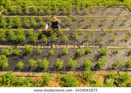 A young girl in a straw hat is standing in the middle of her beautiful green garden, covered in black garden membrane, view from above. A woman gardener is watering the plants with watering can Royalty-Free Stock Photo #2414041873