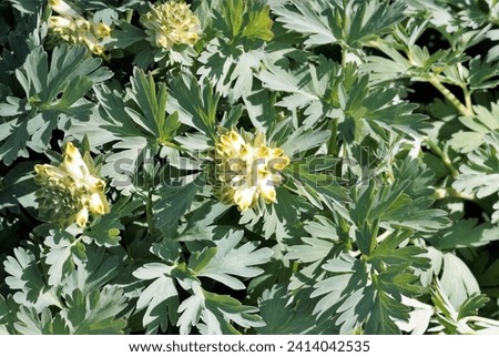The view of yellow-white Siberian corydalis flowers growing in the springtime on the verge of the city park. Royalty-Free Stock Photo #2414042535