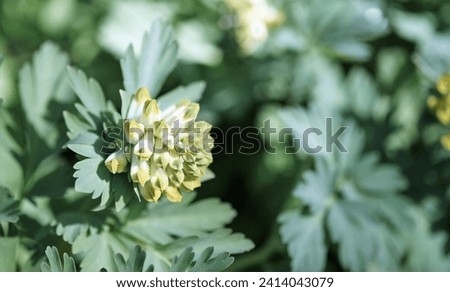 The side view of yellow-white Siberian corydalis flowers growing in the springtime on the verge of the city park with blurred background as negative space Royalty-Free Stock Photo #2414043079