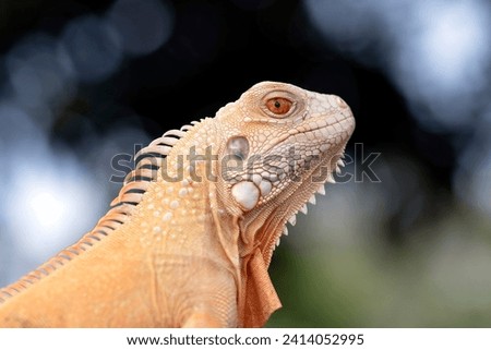 Close up photo of an albino iguana