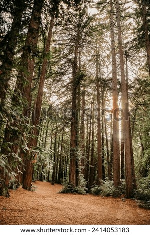 Beautiful and peaceful redwood grove in Northern California