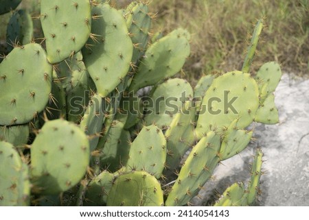 Cactus Plant Image Background Close Up