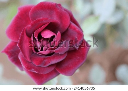 A close up of a rose flower.