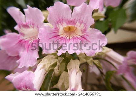 super close  of light pink flower