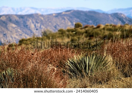 Yucca Plants on an arid field with mountains beyond taken at a chaparral woodland in the foothills of the San Gabriel Mountains, CA Royalty-Free Stock Photo #2414060405