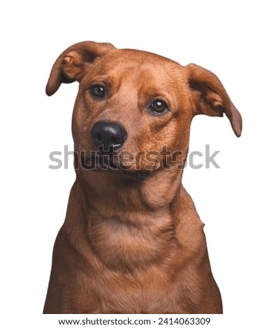 Studio portrait of a cute Austrian Pinscher dog.isolated on a white background.