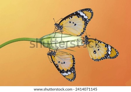 stunning beautiful rare amazing real butterfly in rain forest on leaf macro picture orange white black on leaf in sunlight wings bright close up with darker background and antenna sticking out