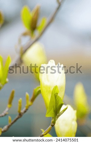Yellow magnolia blooming in spring with soft sunlight and blurred background, springtime.