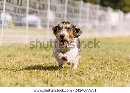 happy and excited Petit Basset Griffon Vendeen running dog sports Royalty-Free Stock Photo #2414077631