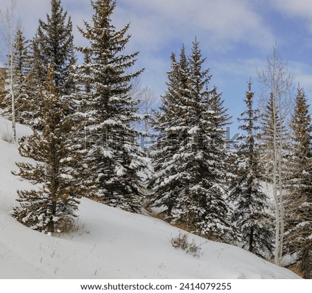 Colorado Rocky Mountains, Summit County, Avon, Vail, Beaver Creek, Frisco, winter, 2024